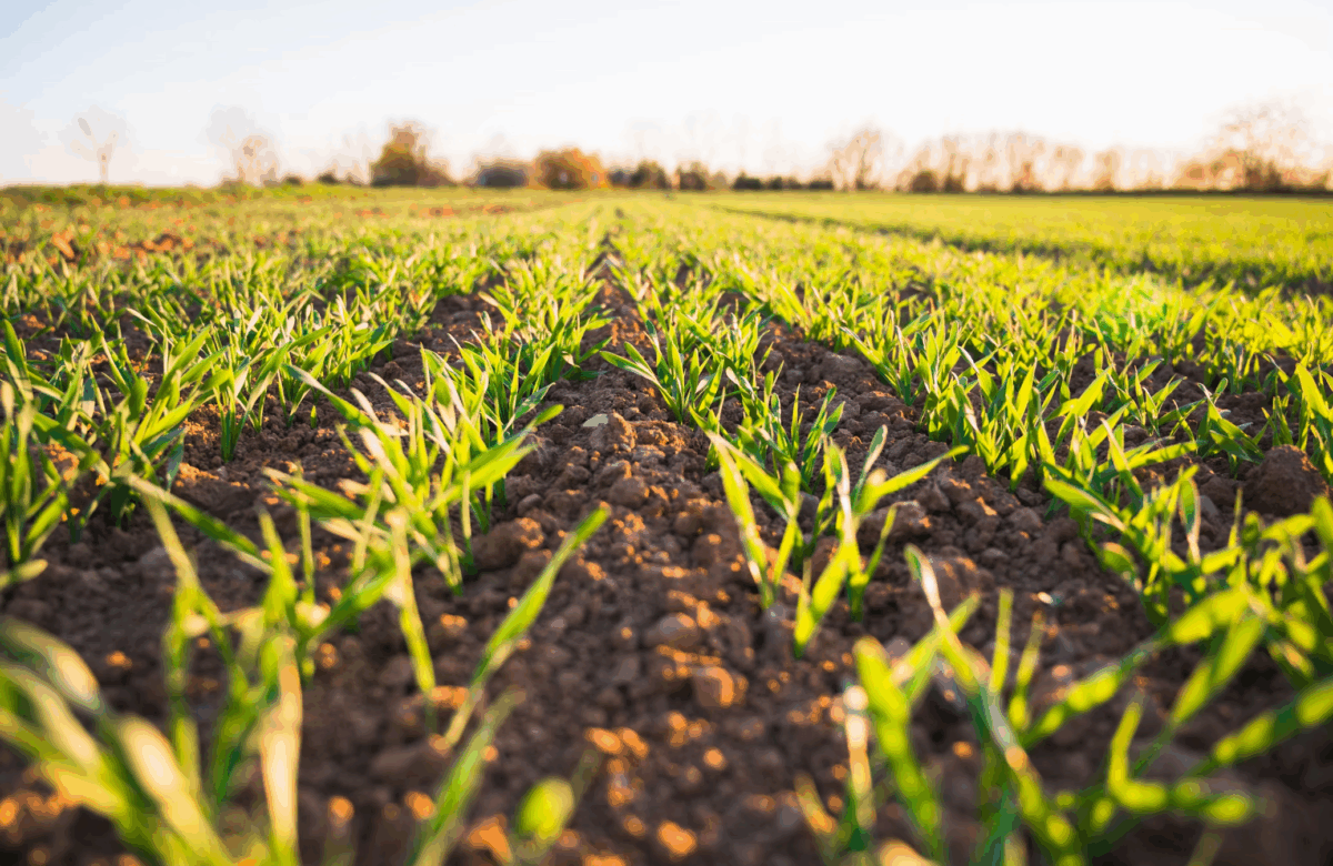 Do Solo ao Lucro: Como Funciona a Agricultura Regenerativa